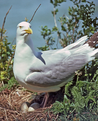 American Herring Gull American Herring Gull